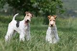 FOX TERRIER 627